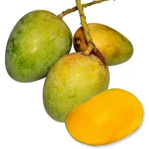 Gopalbhog Mango
